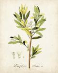 Antique Herb Botanical IV