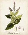 Antique Herb Botanical VI