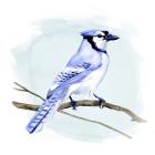 Coastal Blue Jay I