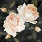 Soft Garden Roses II