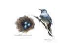 Bird & Nest Study II