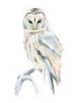 Arctic Owl II