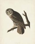 Pl 351 Great Cinereous Owl