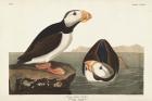Pl 293 Large-billed Puffin