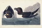 Pl 214 Razor-billed Auk