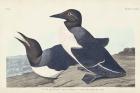 Pl 218 Foolish Guillemot