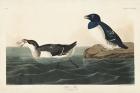 Pl 339 Little Auk