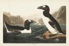 Pl 341 Great Auk