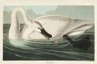 Pl 406 Trumpeter Swan
