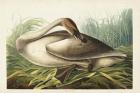 Pl 376 Trumpeter Swan