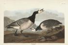 Pl 296 Barnacle Goose