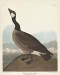 Pl 277 Hutchinss Barnacle Goose