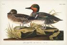 Pl 228 Green-winged Teal