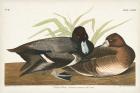 Pl 229 Scaup Duck