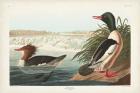 Pl 331 Goosander Duck