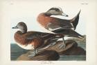 Pl 345 American Widgeon