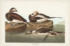 Pl 312 Long-tailed Duck