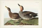 Pl 348 Galdwell Duck