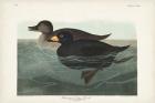 Pl 408 American Scoter Duck