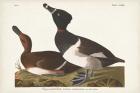 Pl 234 Ring-necked Duck