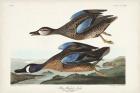 Pl 313 Blue-winged Teal