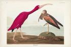 Pl 397 Scarlet Ibis