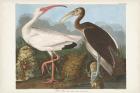 Pl 222 White Ibis