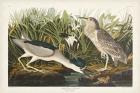 Pl 236 Night Heron