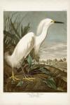 Pl 242 Snowy Heron