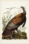 Pl 1 Wild Turkey