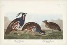 Pl 423 Plummed Partridge