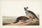 Pl 413 Californian Partridge