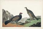 Pl 361 Long-tailed or Dusky Grouse