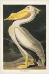 Pl 311 American White Pelican