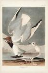 Pl 324 Bonapartian Gull