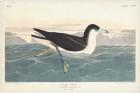 Pl 299 Dusky Petrel