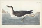 Pl 295 Manks Shearwater