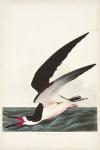 Pl 323 Black Skimmer or Shearwater