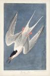 Pl 240 Roseate Tern