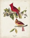 Pl 158 Cardinal Grosbeak