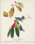 Pl 48 Cerulean Warbler