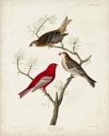 Pl 358 Pine Grosbeak