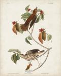 Pl 73 Wood Thrush