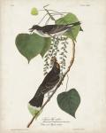 Pl 79 Tyrant Flycatcher