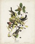 Pl 133 Black Poll Warbler
