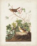 Pl 193 Lincoln Finch