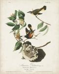 Pl 40 American Redstart