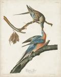 Pl 62 Passenger Pigeon