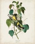 Pl 134 Hemlock Warbler