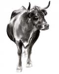 Charcoal Cattle I